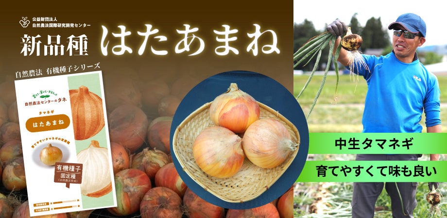 有機向けタマネギ固定種「はたあまね」先行販売、球重250~400gで数量限定 有機向けタマネギ固定種「はたあまね」先行販売、球重250~400gで数量限定