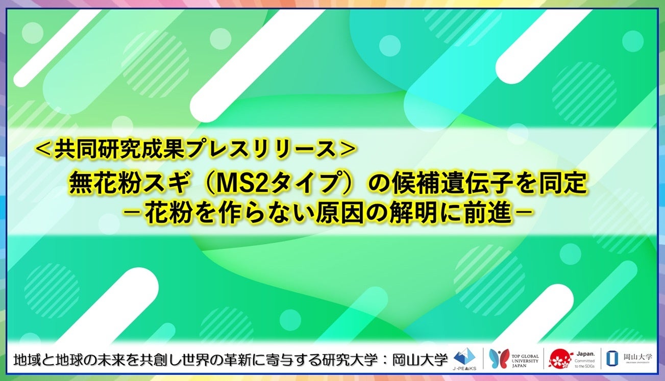 無花粉スギMS2の候補遺伝子を特定、幼苗選抜できるDNAマーカー開発 無花粉スギMS2の候補遺伝子を特定、幼苗選抜できるDNAマーカー開発