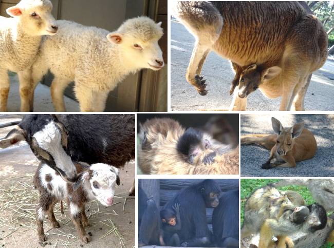 海の中道海浜公園「動物の森」で赤ちゃん動物6種が誕生、ヒツジは5年ぶり 海の中道海浜公園「動物の森」で赤ちゃん動物6種が誕生、ヒツジは5年ぶり
