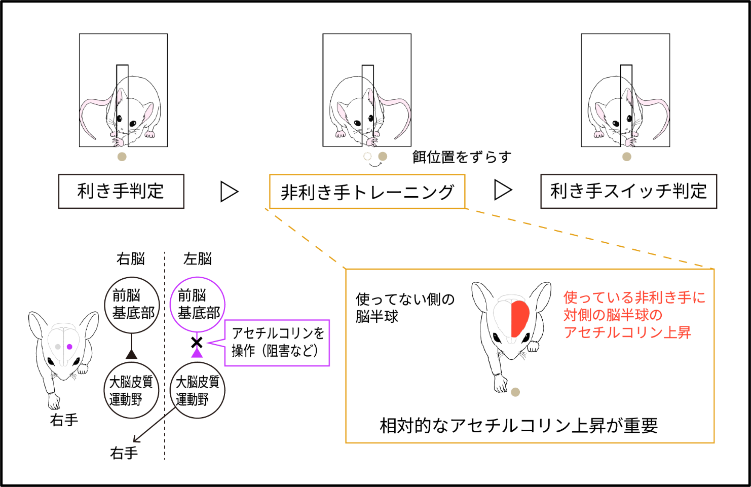 マウスで利き手を安定的に切り替える行動モデル確立、脳半球間のアセチルコリン左右差が鍵に