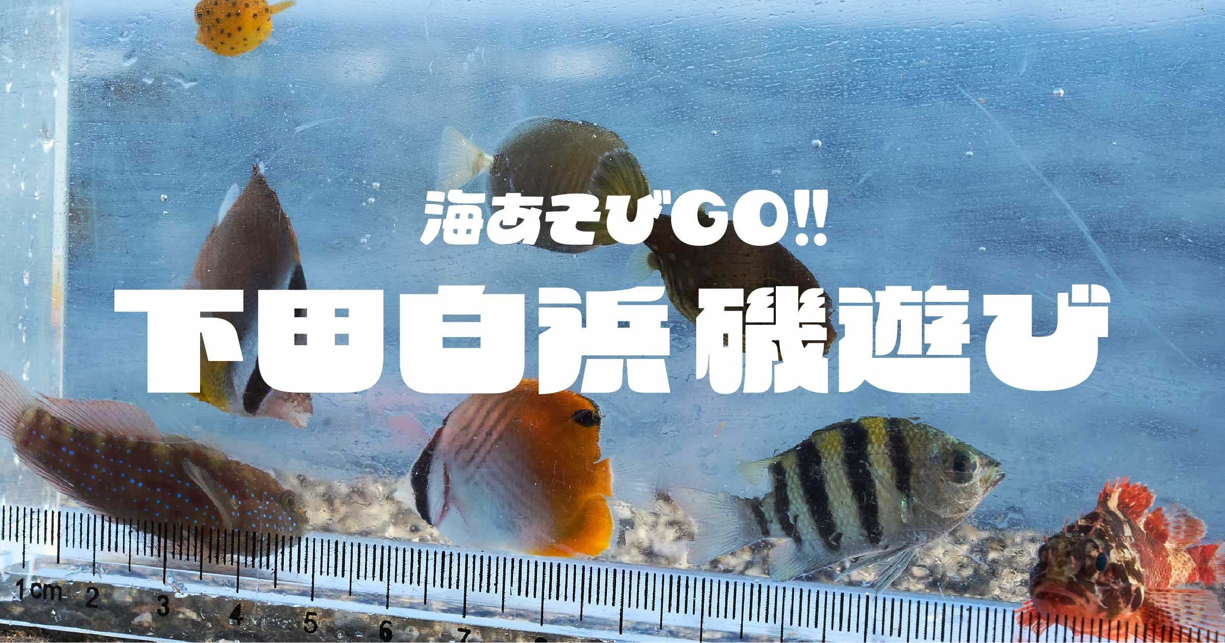 下田・白浜漁港で立入制限の磯を開放、予約制「海あそびGO」2日限定開催 下田・白浜漁港で立入制限の磯を開放、予約制「海あそびGO」2日限定開催