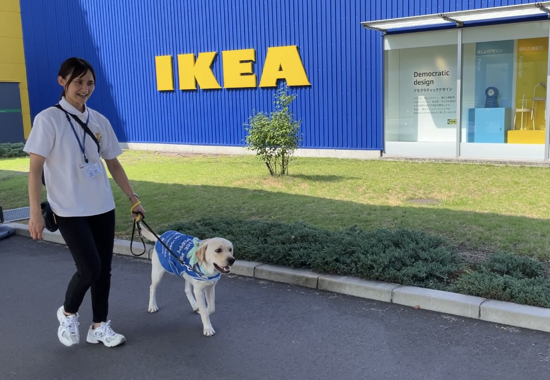 介助犬候補の子犬3頭、IKEA長久手で店内社会化トレーニング 全国の実働は54ペア 介助犬候補の子犬3頭、IKEA長久手で店内社会化トレーニング 全国の実働は54ペア