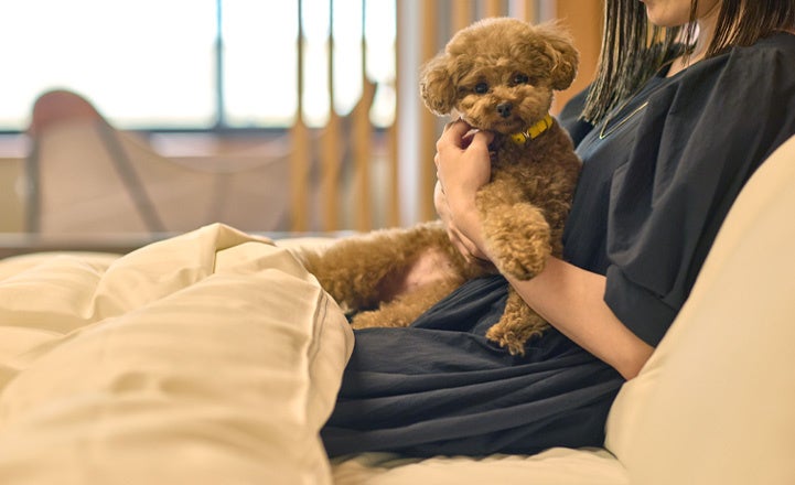 奈良のANDO HOTELが小型犬同伴「ドッグルーム」3室を新設、7月19日開始 奈良のANDO HOTELが小型犬同伴「ドッグルーム」3室を新設、7月19日開始