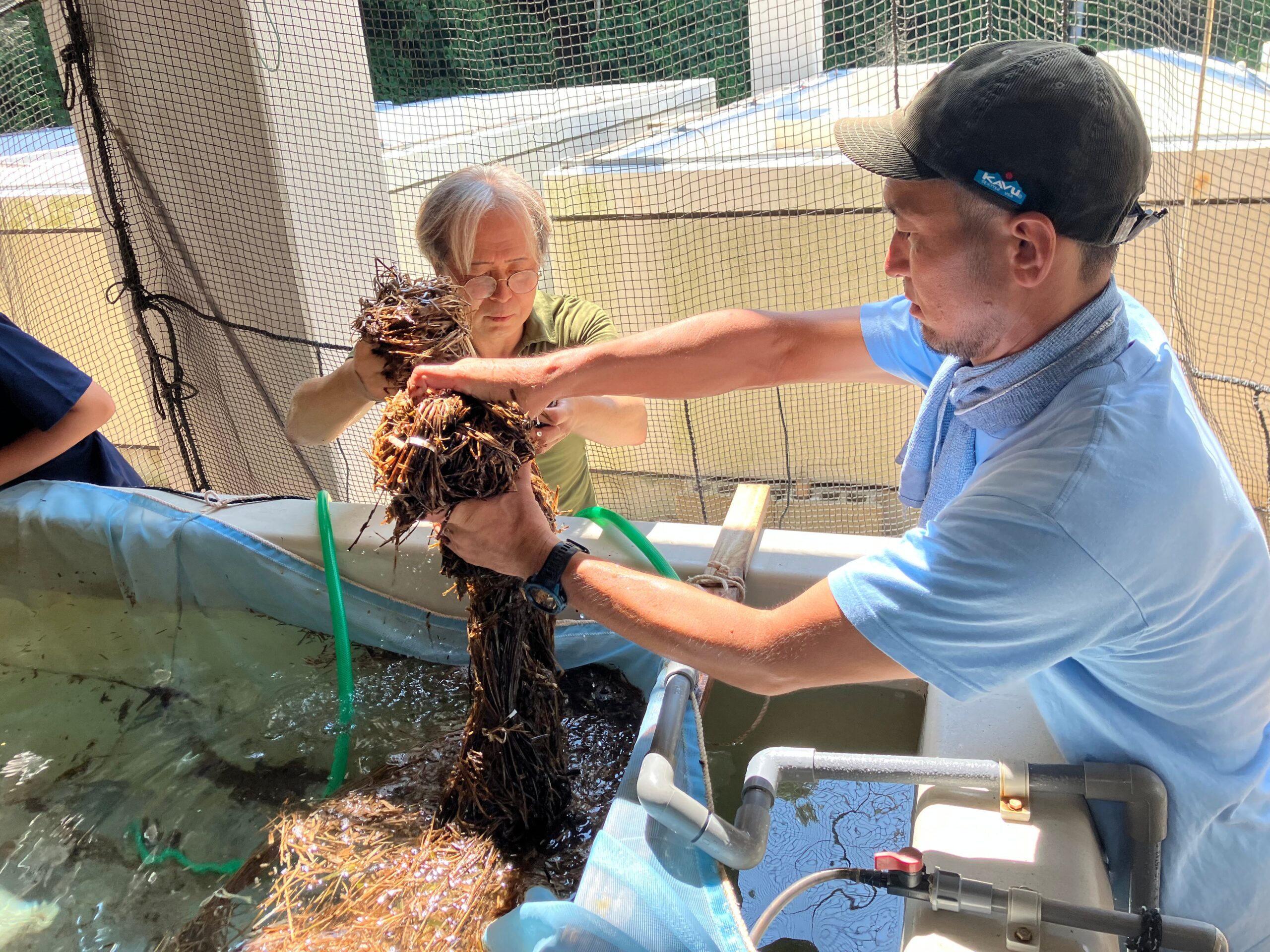 江田島でアマモ種子6.3万粒回収、昨年比約3.8倍で再生へ前進 江田島でアマモ種子6.3万粒回収、昨年比約3.8倍で再生へ前進