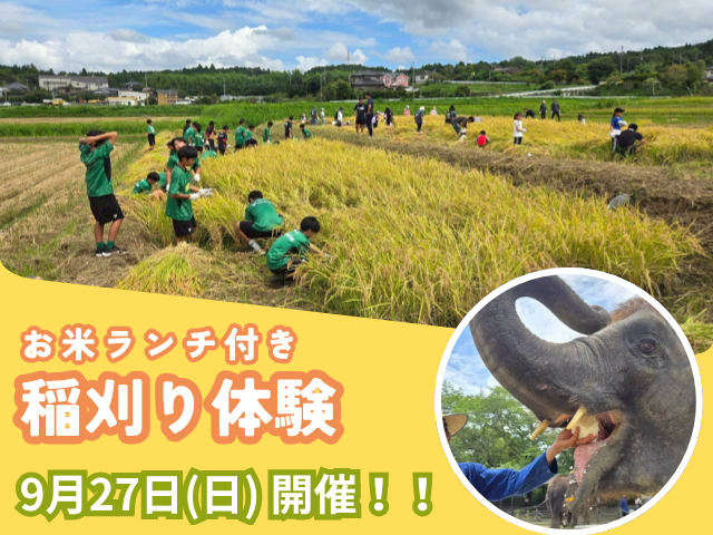 ぞうの堆肥で育てた田んぼを収穫 千葉・高滝湖で9月27日に稲刈り体験 ぞうの堆肥で育てた田んぼを収穫 千葉・高滝湖で9月27日に稲刈り体験