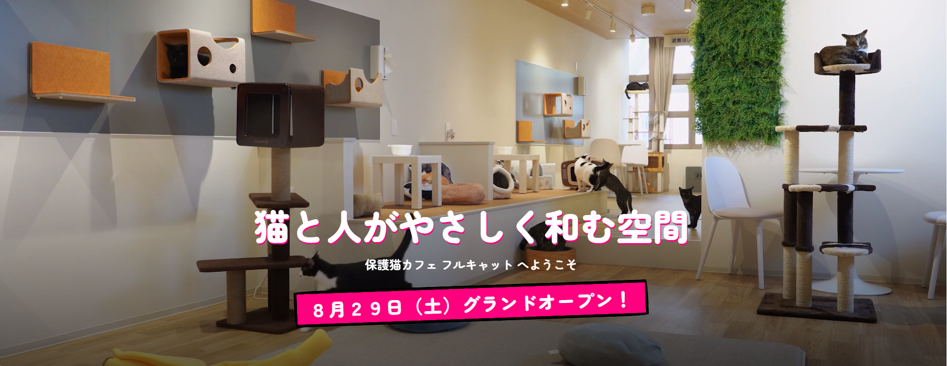 仙台・ぶらんど~む一番町に保護猫カフェ「フルキャット」8月29日開業、保護猫16頭が在籍 仙台・ぶらんど~む一番町に保護猫カフェ「フルキャット」8月29日開業、保護猫16頭が在籍