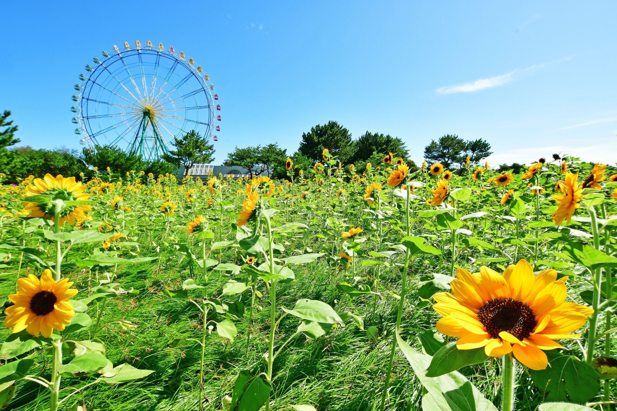 国営ひたち海浜公園のBMXコース周辺でヒマワリ5品種が見頃、計約5,420本・150株 国営ひたち海浜公園のBMXコース周辺でヒマワリ5品種が見頃、計約5,420本・150株