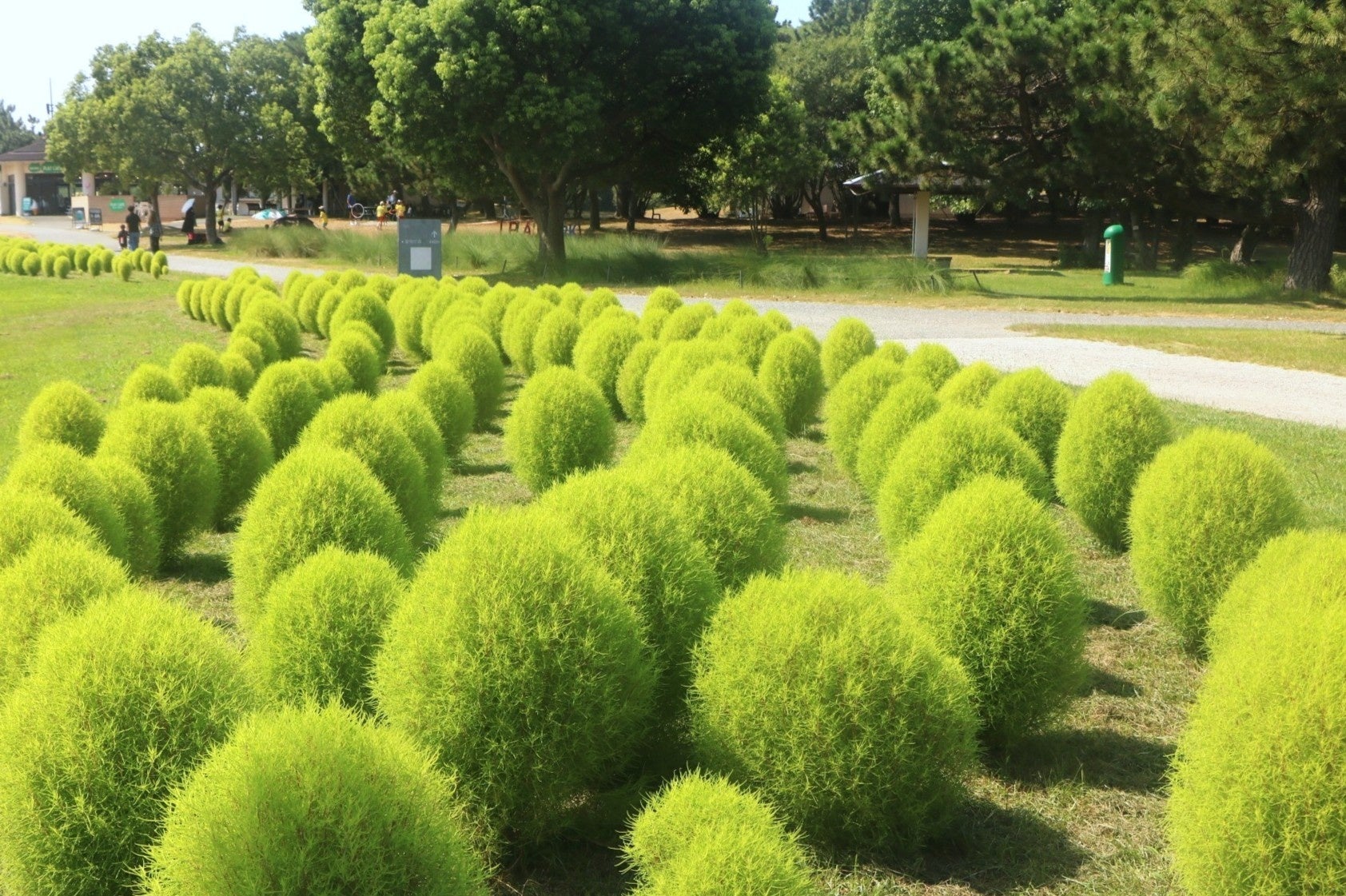 海の中道海浜公園「虹の花壇」でグリーンコキア1,250株が見頃、抹茶かき氷も販売 海の中道海浜公園「虹の花壇」でグリーンコキア1,250株が見頃、抹茶かき氷も販売