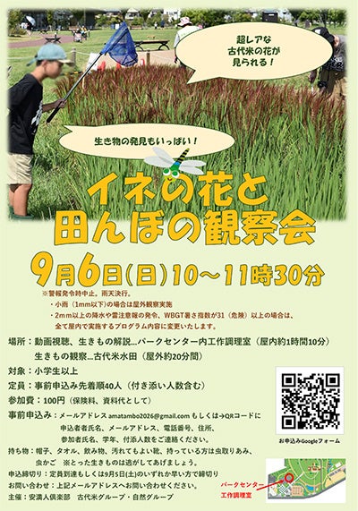 高槻・安満遺跡公園で古代米の花を観察、9月6日に田んぼの生き物探しも 高槻・安満遺跡公園で古代米の花を観察、9月6日に田んぼの生き物探しも