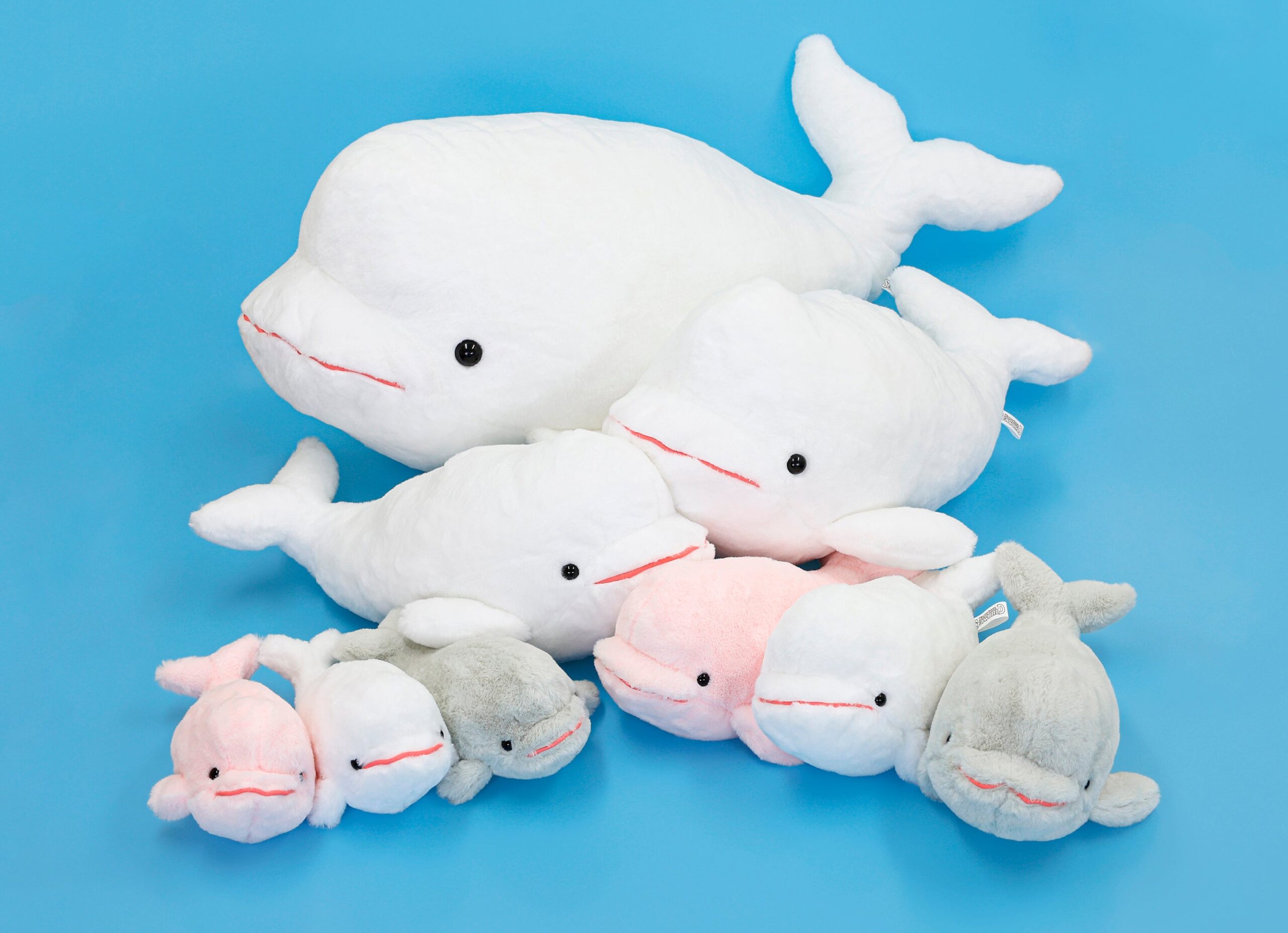 鴨川シーワールド、ベルーガ飼育50周年記念「ベルーガくじ」9月18日から販売 鴨川シーワールド、ベルーガ飼育50周年記念「ベルーガくじ」9月18日から販売