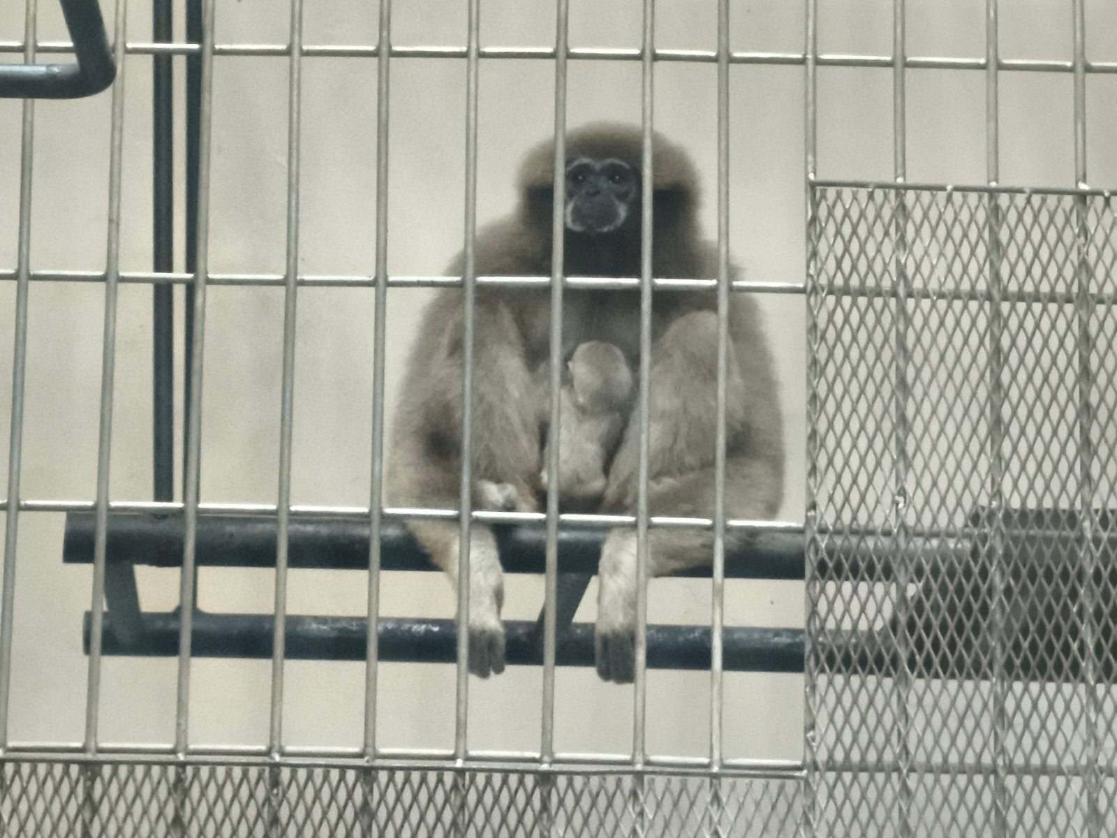釧路市動物園でシロテテナガザルの赤ちゃん誕生 開園以来初 釧路市動物園でシロテテナガザルの赤ちゃん誕生 開園以来初