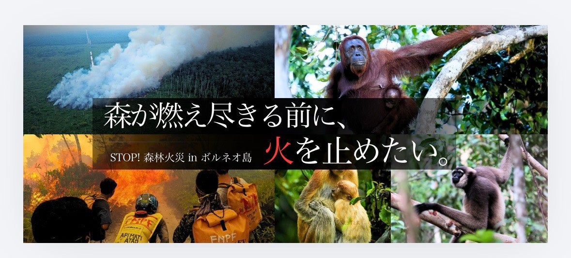 ボルネオ島の森林火災で緊急募金開始、目標200万円 初期消火と野生動物救護へ ボルネオ島の森林火災で緊急募金開始、目標200万円 初期消火と野生動物救護へ