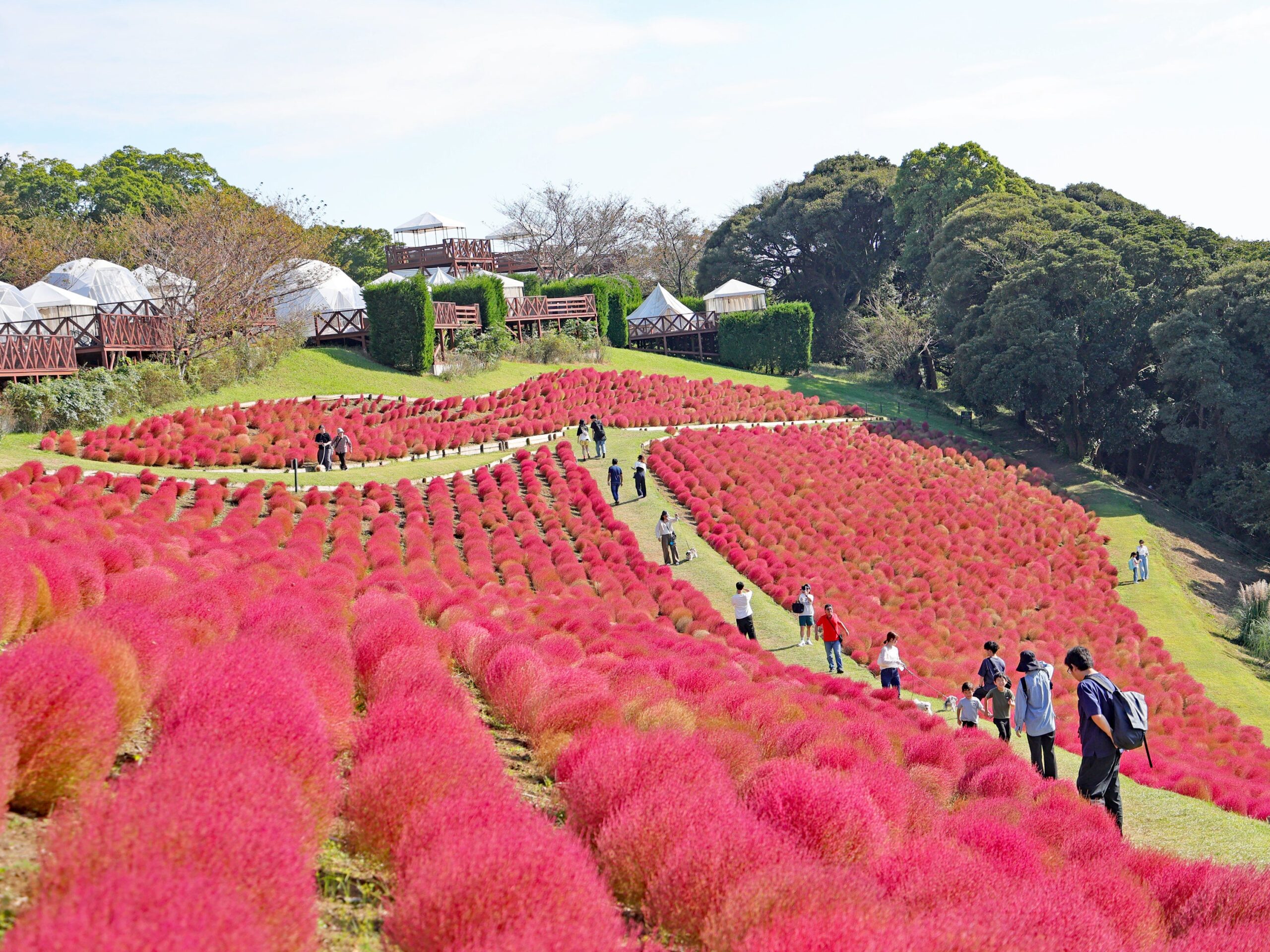 マザー牧場で紅葉コキア見頃 約8,000株が赤く色づく マザー牧場で紅葉コキア見頃 約8,000株が赤く色づく