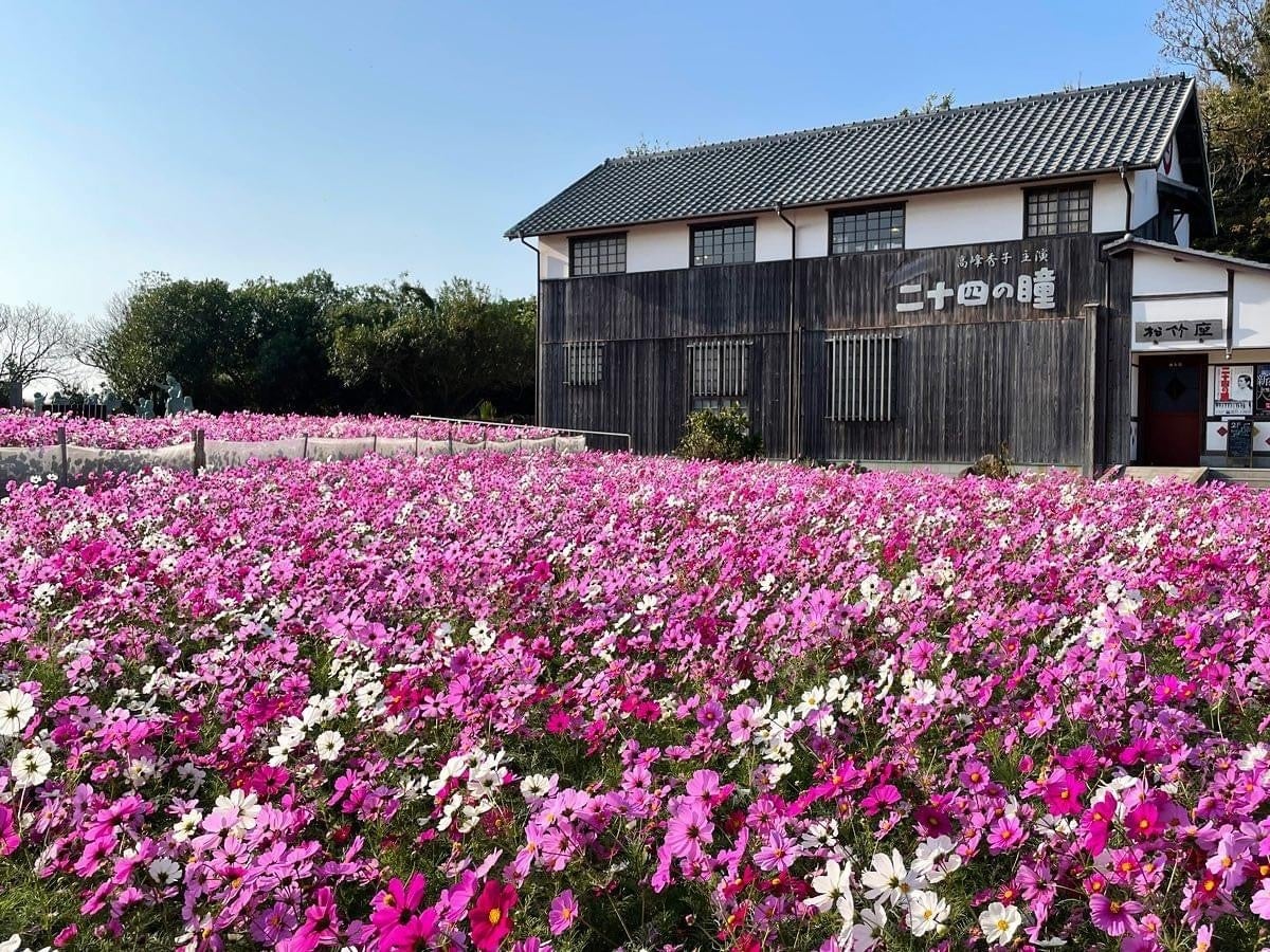 小豆島「二十四の瞳映画村」秋の見どころ コスモス5万本と昭和セット、渡し舟は片道500円 小豆島「二十四の瞳映画村」秋の見どころ コスモス5万本と昭和セット、渡し舟は片道500円