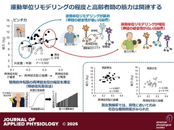 中京大学、運動単位リモデリングが大きい高齢者ほどピンチ力が低いと報告 中京大学、運動単位リモデリングが大きい高齢者ほどピンチ力が低いと報告