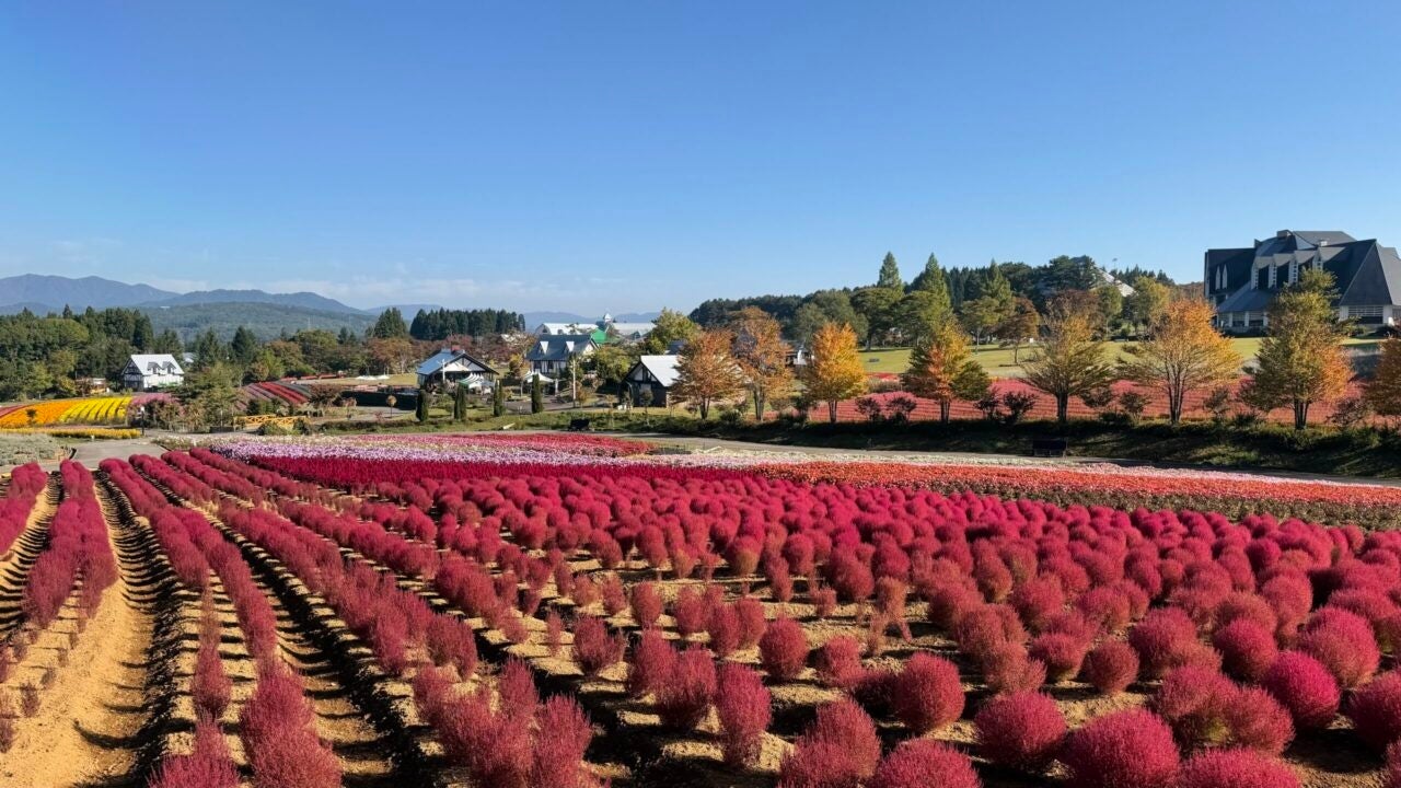 岐阜・牧歌の里でコキア約3,000株が紅葉ピーク、見頃は10月18日頃まで 岐阜・牧歌の里でコキア約3,000株が紅葉ピーク、見頃は10月18日頃まで