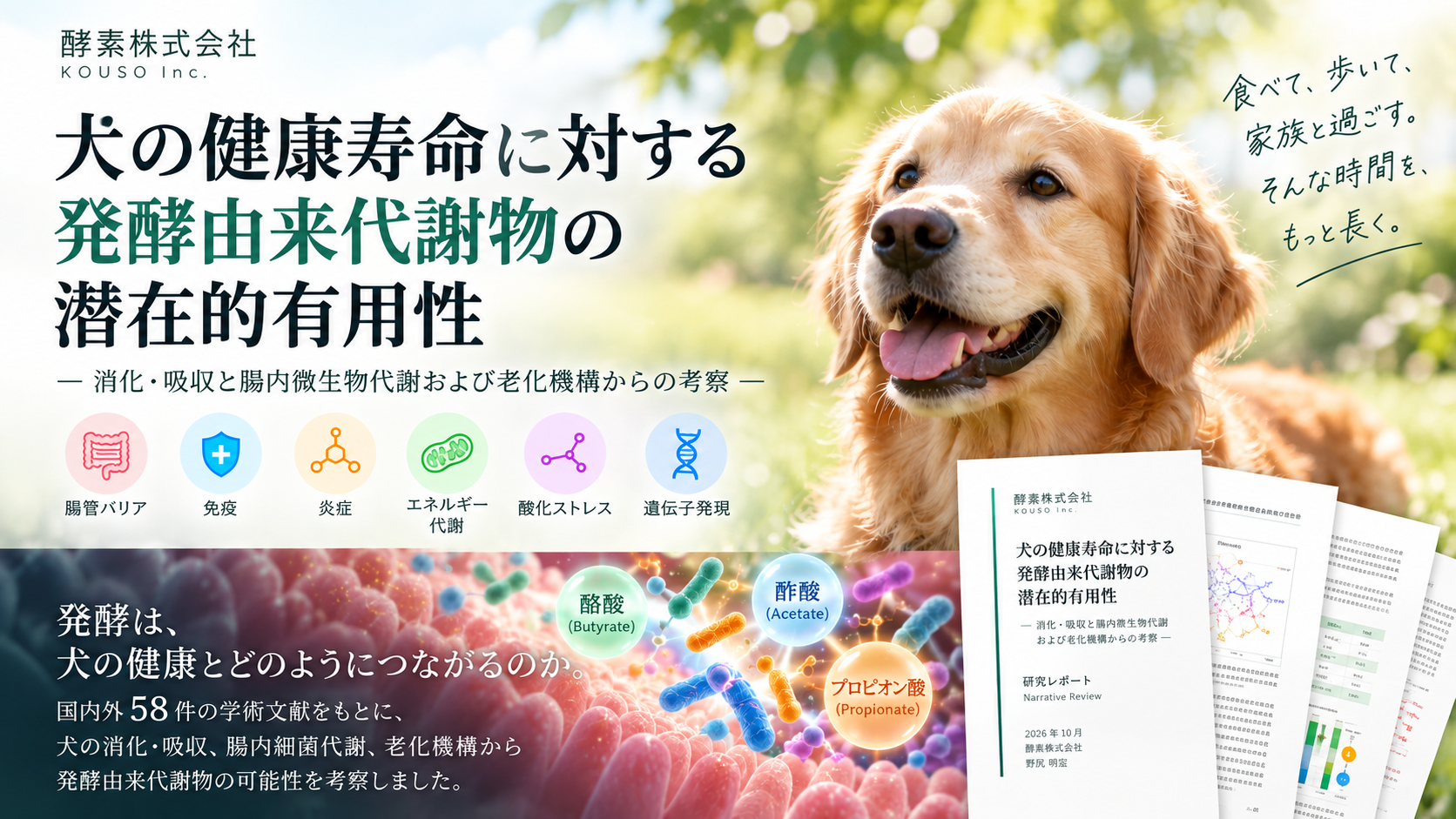 犬の健康寿命と発酵由来代謝物、58文献を整理したレビュー公開 未解明点も提示 犬の健康寿命と発酵由来代謝物、58文献を整理したレビュー公開 未解明点も提示