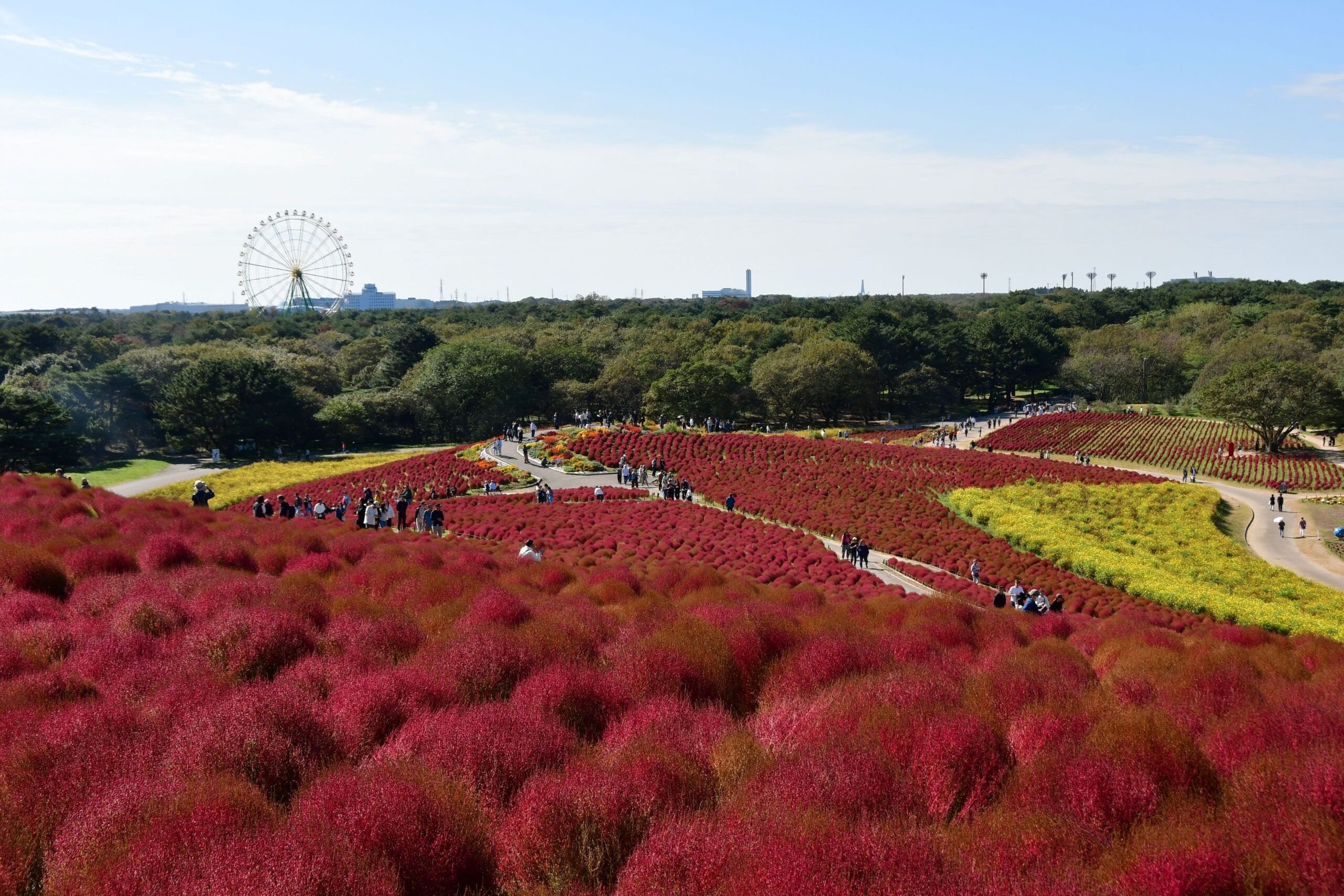 国営ひたち海浜公園でコキア約4万本が紅葉見頃後半、10月末まで赤と琥珀色のグラデーション 国営ひたち海浜公園でコキア約4万本が紅葉見頃後半、10月末まで赤と琥珀色のグラデーション