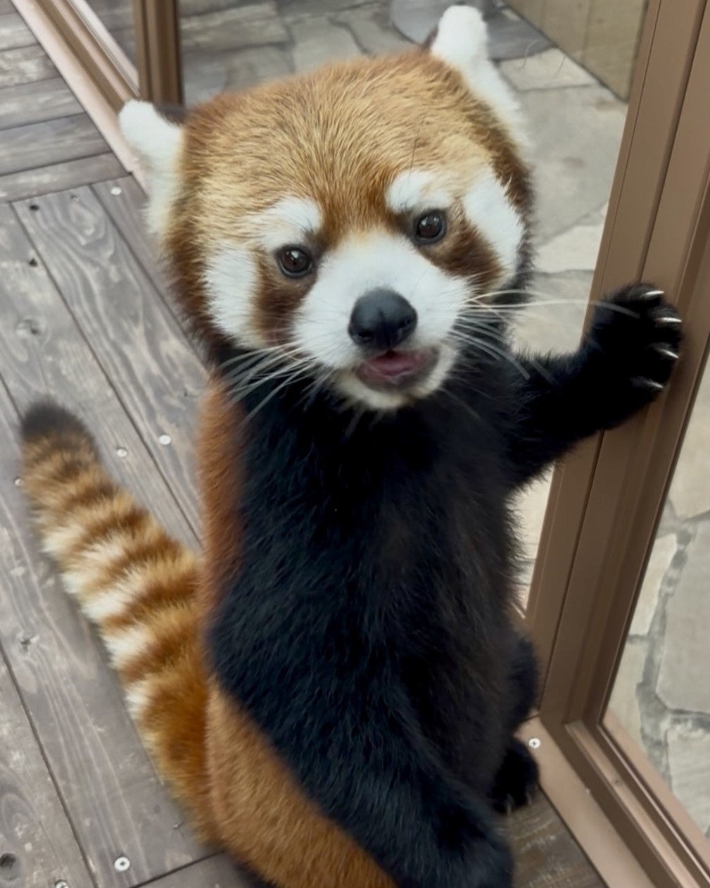 八景島シーパラのレッサーパンダ「つぐみ」、10月16日に鹿児島・平川動物公園へ移動 八景島シーパラのレッサーパンダ「つぐみ」、10月16日に鹿児島・平川動物公園へ移動
